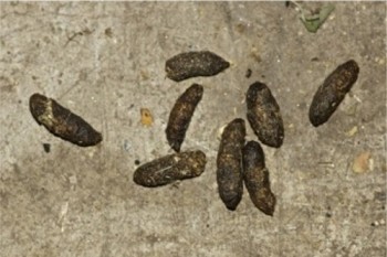 Adult rats droppings - as shown - are typically over 1cm in length whereas mice droppings are the size of a grain of rice. Eliminate pests with Quickill Pest Control, Kilkenny, Ireland