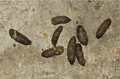 Adult rats droppings - as shown - are typically over 1cm in length whereas mice droppings are the size of a grain of rice. Eliminate pests with Quickill Pest Control, Kilkenny, Ireland